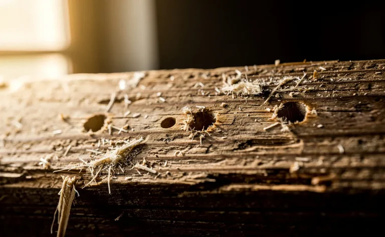 Un gros plan sur une poutre en bois percée de petits trous avec de la fine sciure, éclairée par une lumière douce provenant d’une fenêtre.